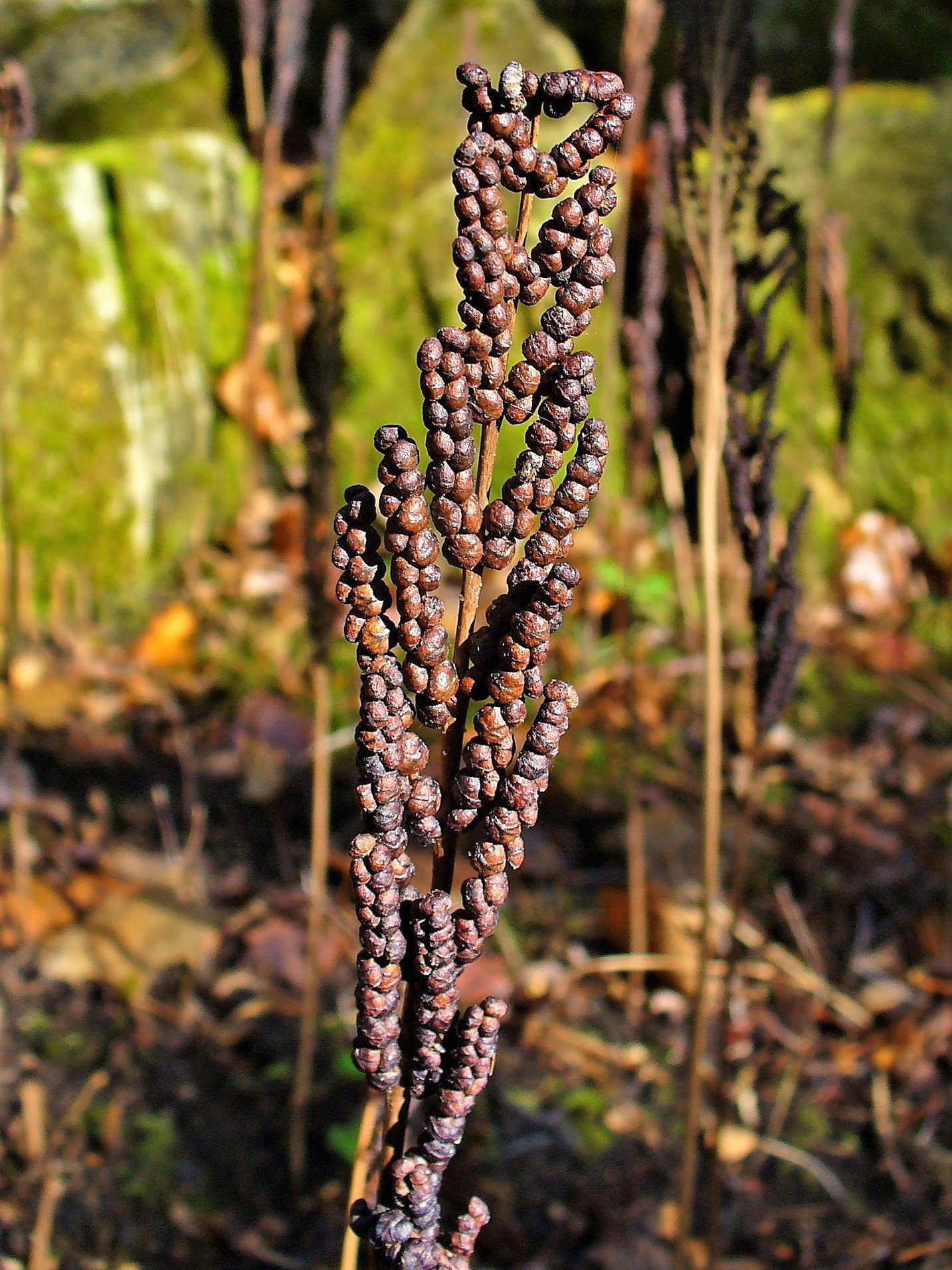 1000 + SENSITIVE FERN Onoclea Sensibilis aka Bead or Sympathy Fern Spores Seeds
