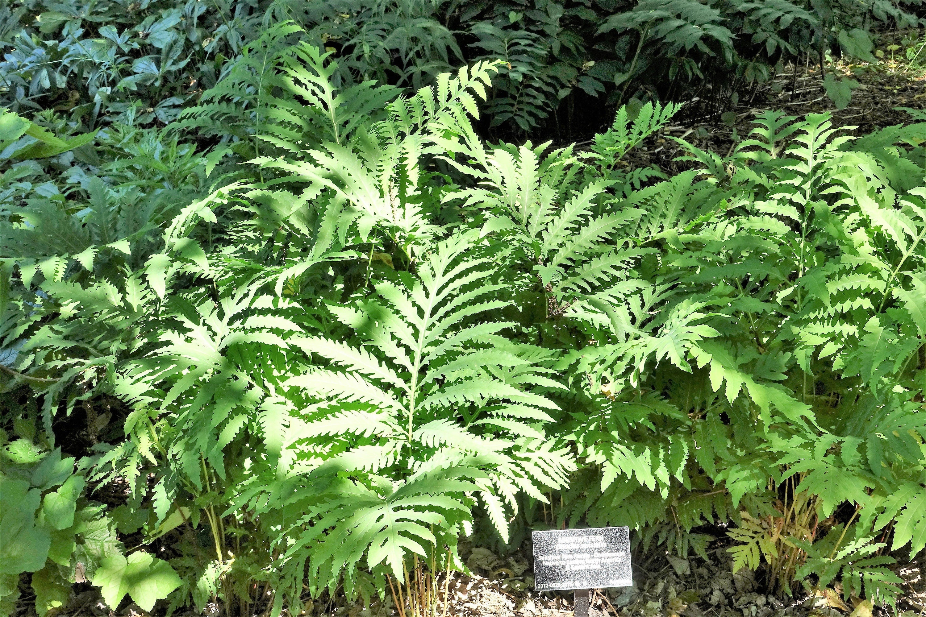 1000 + SENSITIVE FERN Onoclea Sensibilis aka Bead or Sympathy Fern Spores Seeds