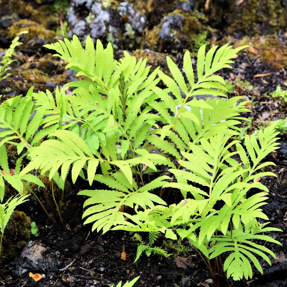 1000 + SENSITIVE FERN Onoclea Sensibilis aka Bead or Sympathy Fern Spores Seeds