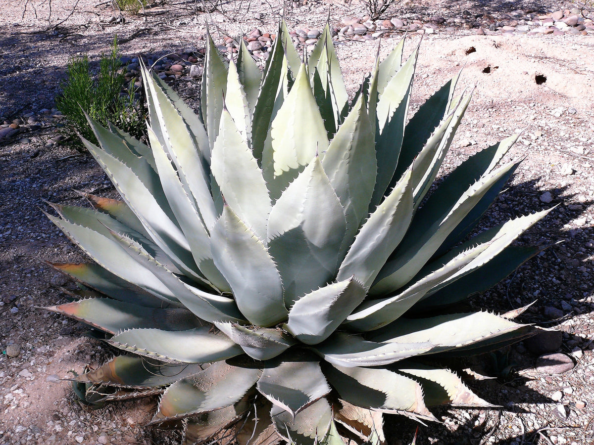 5  ARTICHOKE AGAVE Parry's Huachuca Agave Parryi Huachucensis Century Plant Succulent Cactus Seeds
