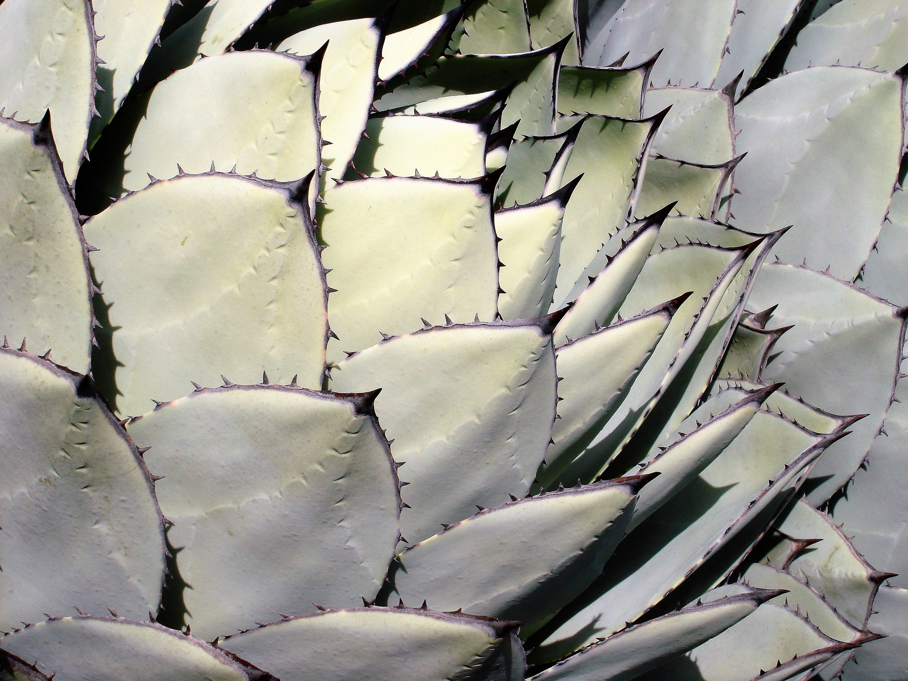 agave parryi huachucensis 5 ARTICHOKE Agave Parry's Huachuca Agave Parryi Huachucensis Century Plant Succulent Cactus Seeds