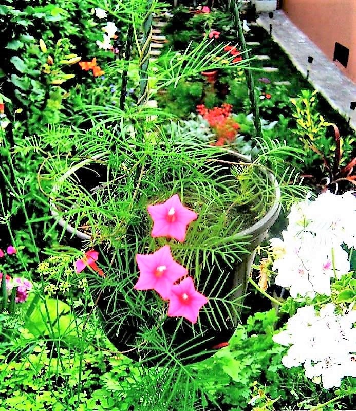 50 CYPRESS VINE MIX Ipomoea Quamoclit Convolvulus Hummingbird Star Morning Glory Cardinal Creeper Flower Seeds - Mixed Colors Red Pink White