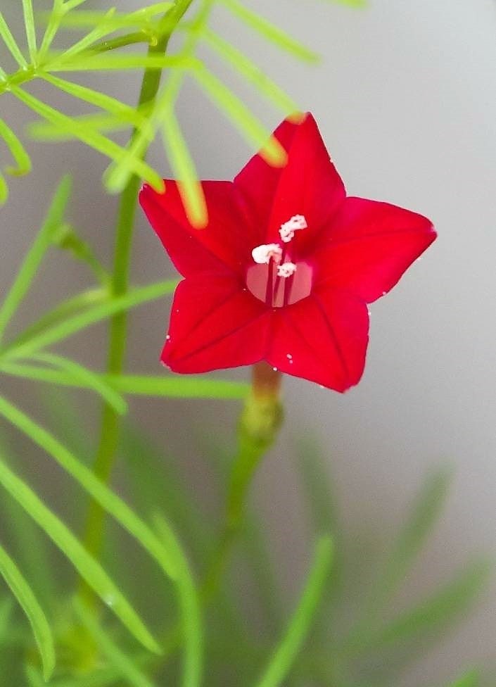 50 CYPRESS VINE MIX Ipomoea Quamoclit Convolvulus Hummingbird Star Morning Glory Cardinal Creeper Flower Seeds - Mixed Colors Red Pink White