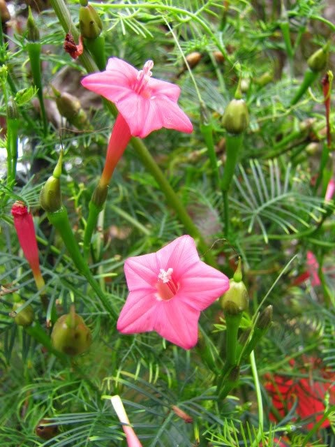 50 CYPRESS VINE MIX Ipomoea Quamoclit Convolvulus Hummingbird Star Morning Glory Cardinal Creeper Flower Seeds - Mixed Colors Red Pink White