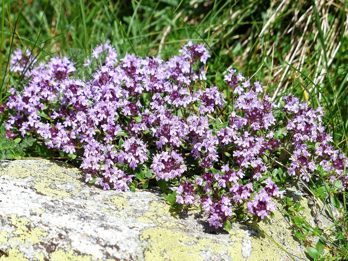 100 MOTHER OF THYME aka Lemon Broadleaved Large Thyme Thymus Pulegioides Herb Pink Flower Seeds