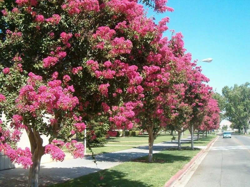 50 MIXED CREPE MYRTLE Lagerstroemia Indica Tree Shrub Crape  6 Color Mix - Red, Purple, Light Pink, Dark Pink, White, & Lilac Flower Seeds