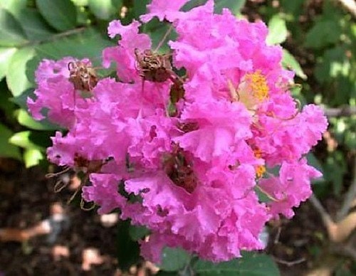 50 MIXED CREPE MYRTLE Lagerstroemia Indica Tree Shrub Crape  6 Color Mix - Red, Purple, Light Pink, Dark Pink, White, & Lilac Flower Seeds