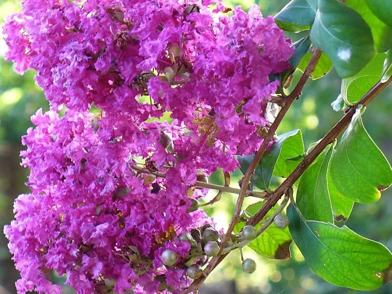 50 MIXED CREPE MYRTLE Lagerstroemia Indica Tree Shrub Crape  6 Color Mix - Red, Purple, Light Pink, Dark Pink, White, & Lilac Flower Seeds