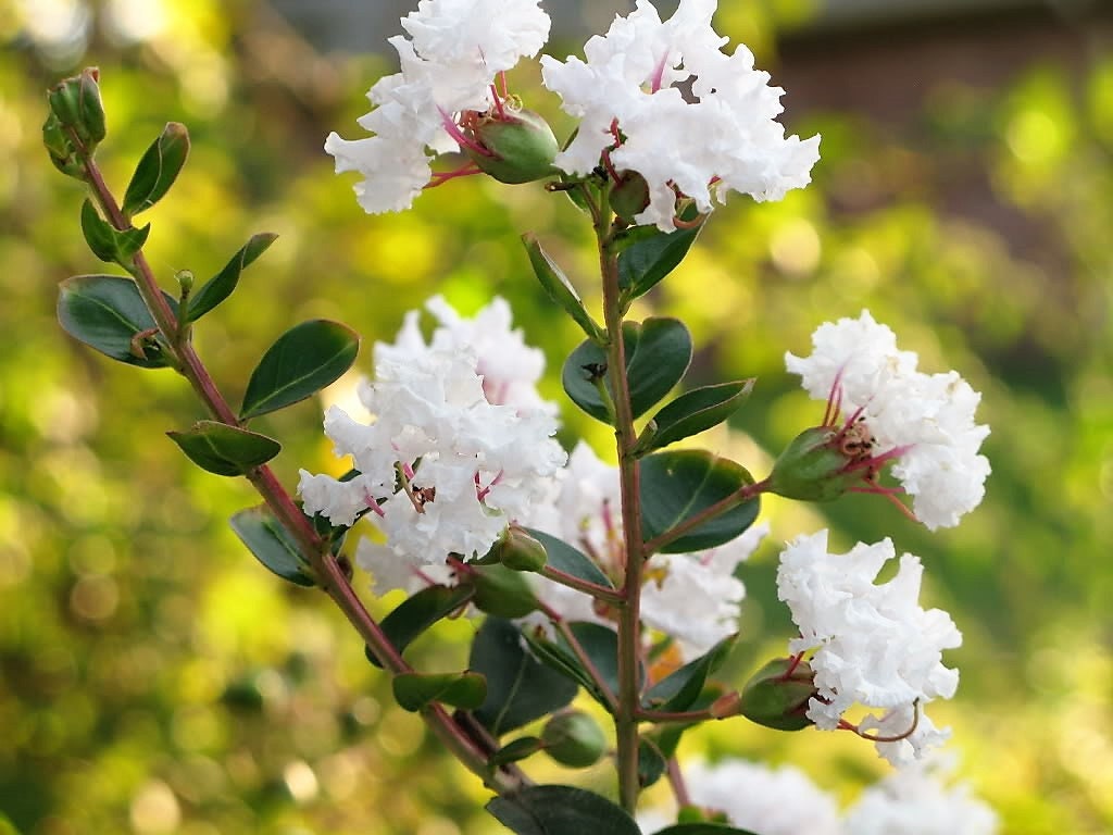50 MIXED CREPE MYRTLE Lagerstroemia Indica Tree Shrub Crape  6 Color Mix - Red, Purple, Light Pink, Dark Pink, White, & Lilac Flower Seeds