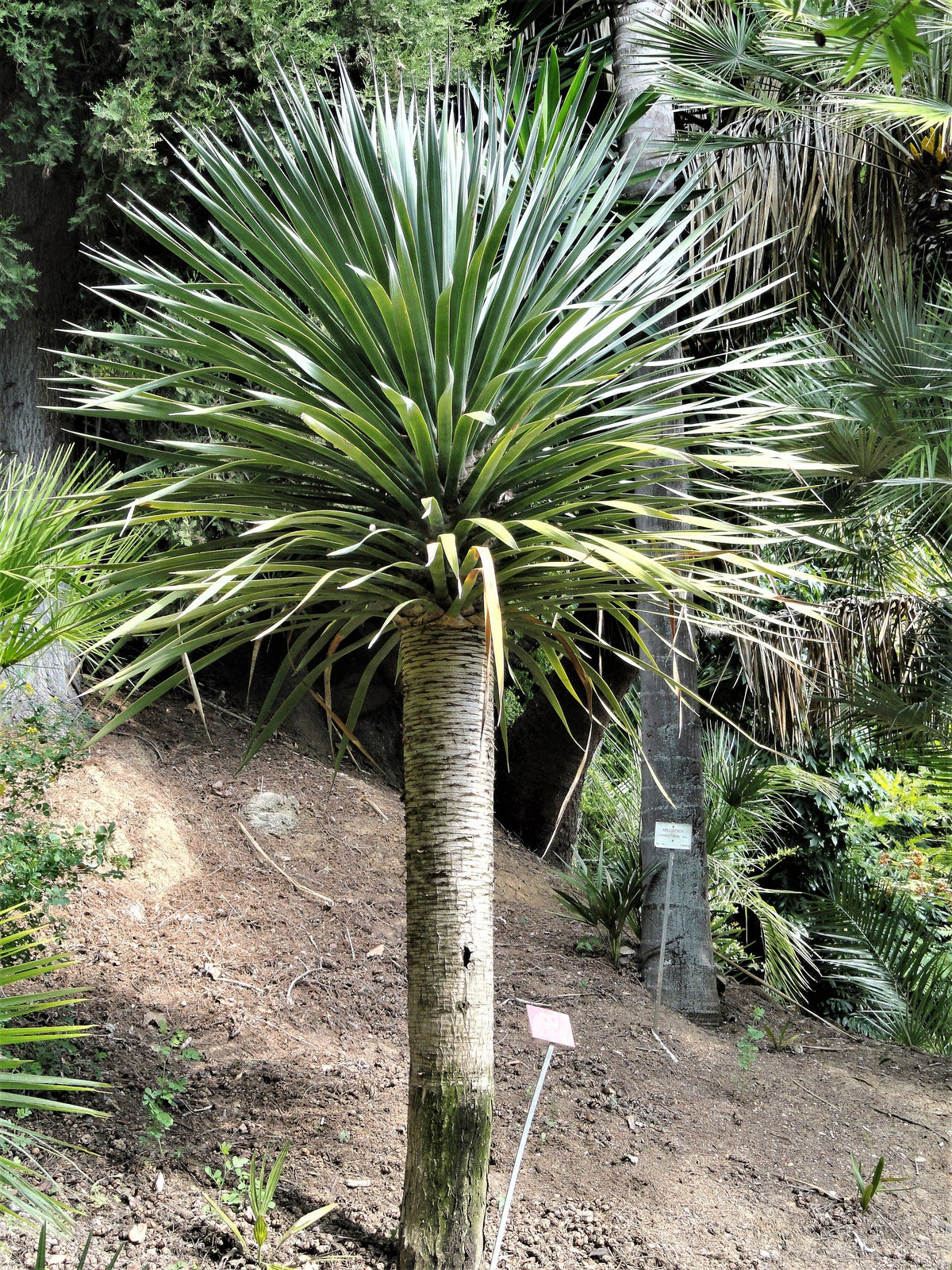 10 DRAGON TREE Dracaena Draco Canary Island Drago Blood Asparagus Yucca Evergreen Succulent Houseplant Orange Berry White Flower Seeds
