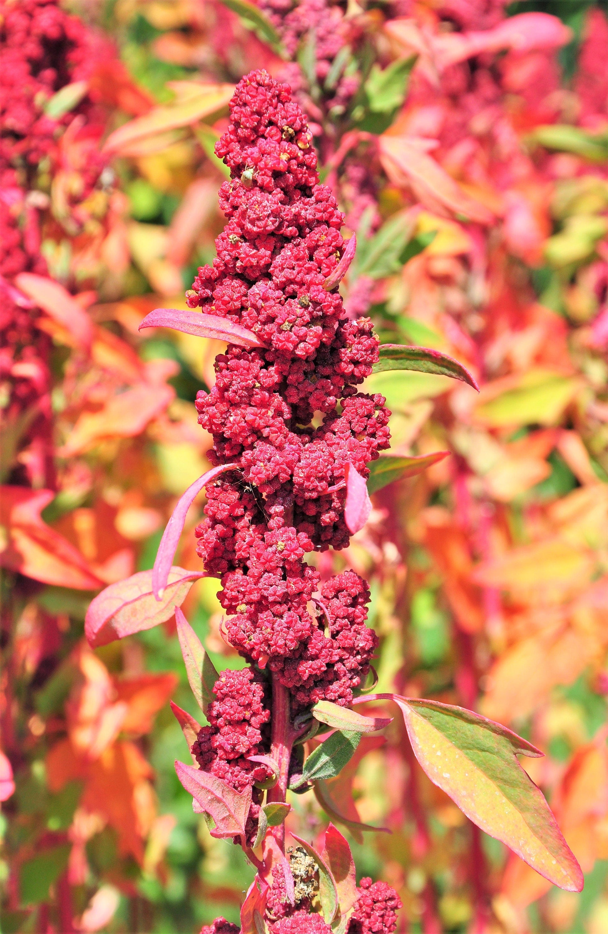 100 Organic RED HEAD QUINOA Grain Chenopodium Quinoa Pink & Red Heads - White Seeds