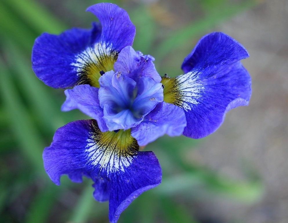 20 MIXED SIBERIAN IRIS Sibirica Iris Bicolor Blue Red White Purple Siberian Flag Flower Seeds