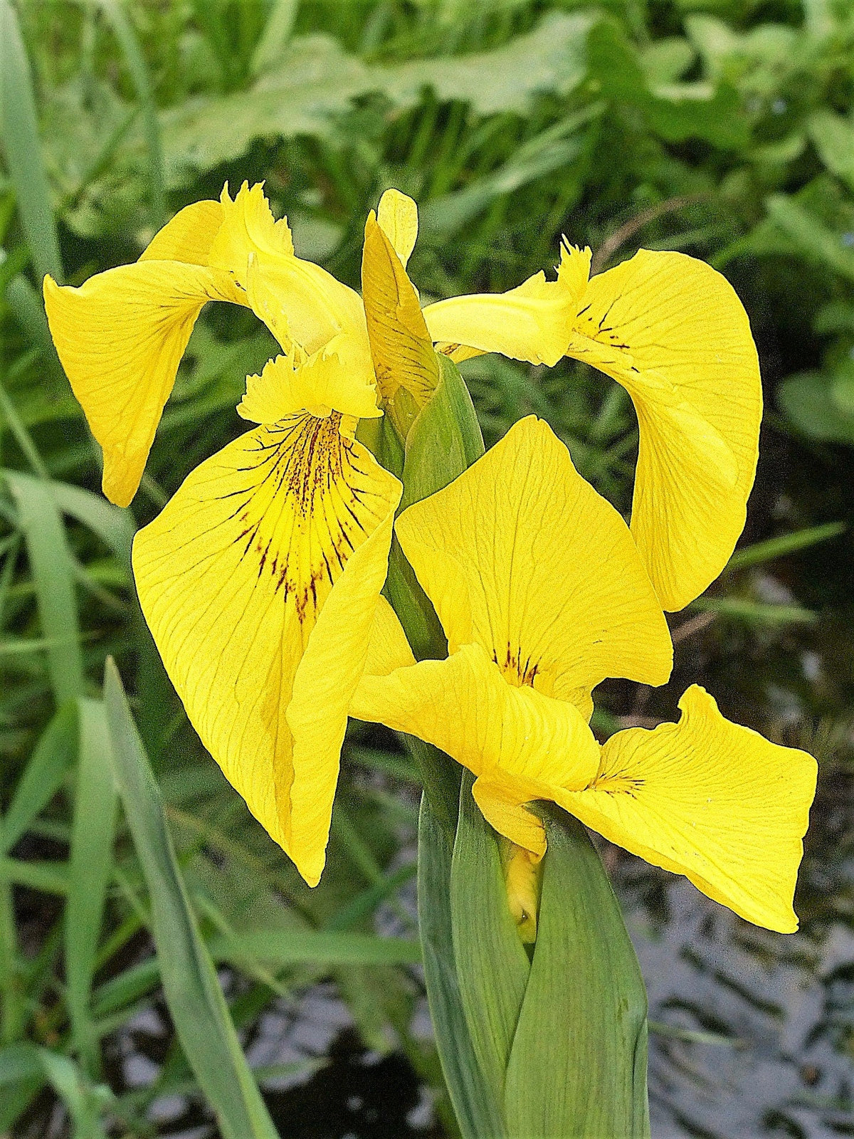 20 MIXED SIBERIAN IRIS Sibirica Iris Bicolor Blue Red White Purple Siberian Flag Flower Seeds