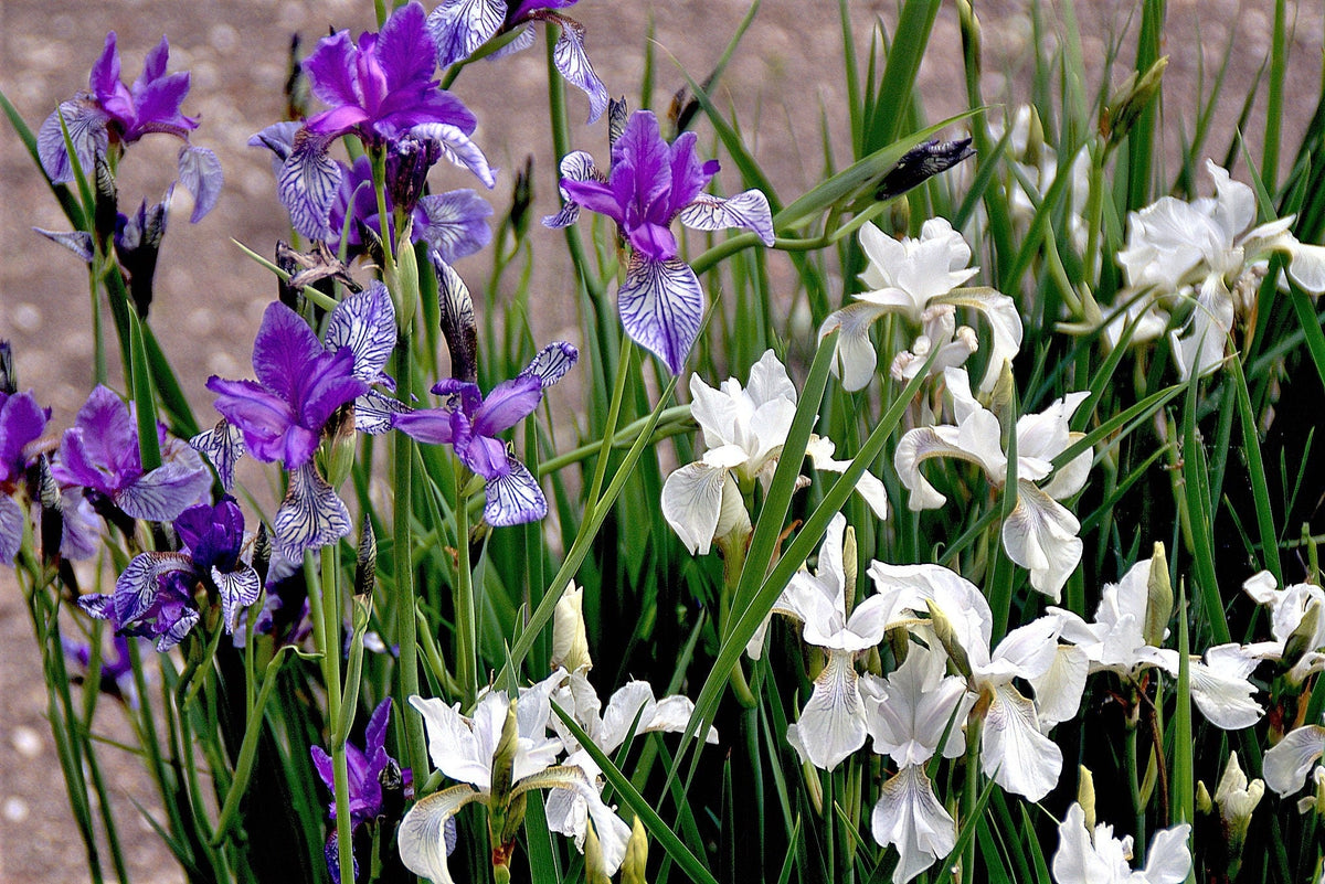 20 MIXED SIBERIAN IRIS Sibirica Iris Bicolor Blue Red White Purple Siberian Flag Flower Seeds