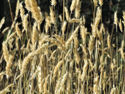 150 SWEET VERNAL GRASS Sweet Grass Vanilla Grass Anthoxanthum Odoratum Fragrant Vernalgrass Ornamental Craft Seeds