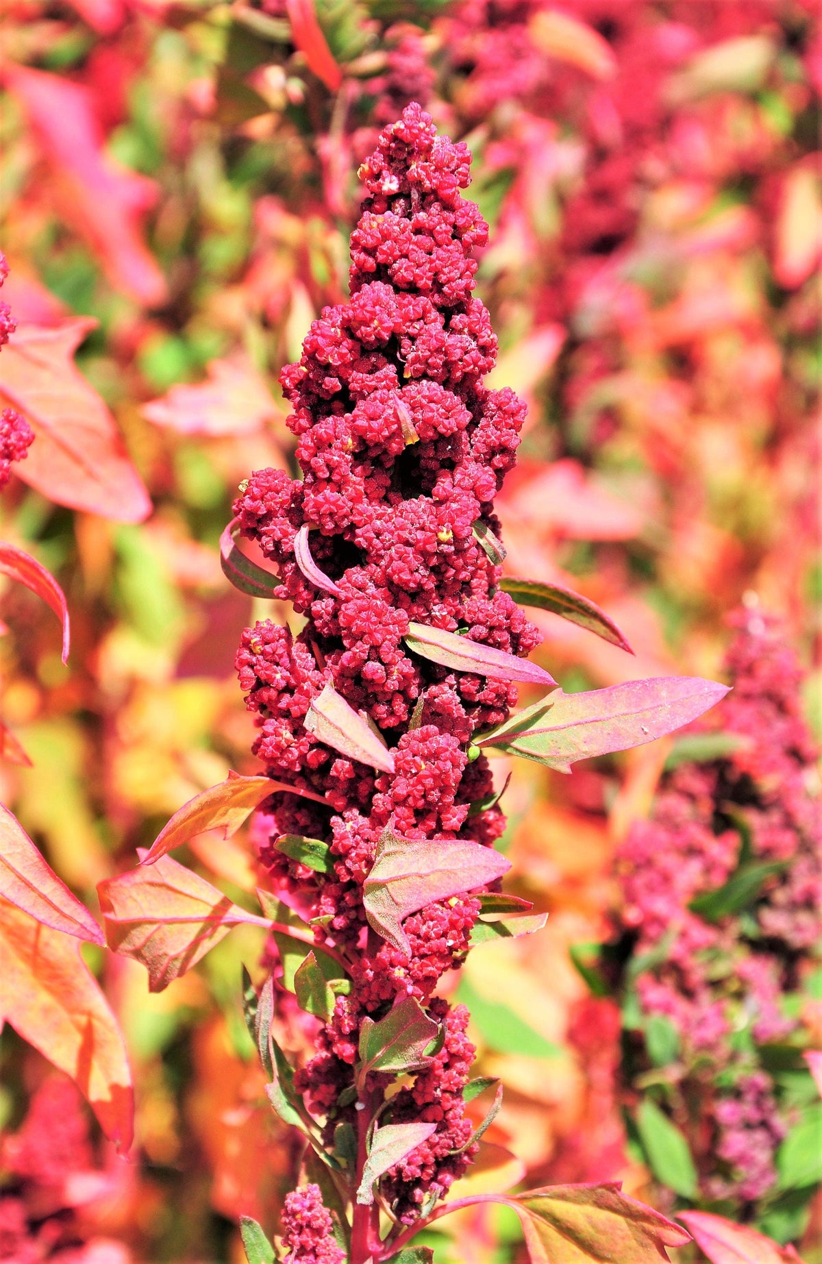 100 Organic RED HEAD QUINOA Grain Chenopodium Quinoa Pink & Red Heads - White Seeds
