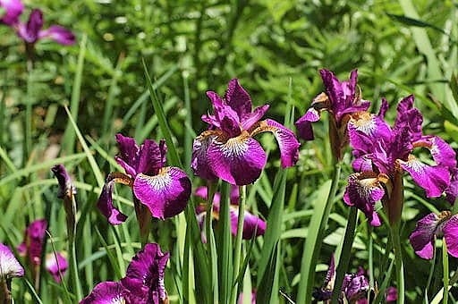 20 MIXED SIBERIAN IRIS Sibirica Iris Bicolor Blue Red White Purple Siberian Flag Flower Seeds