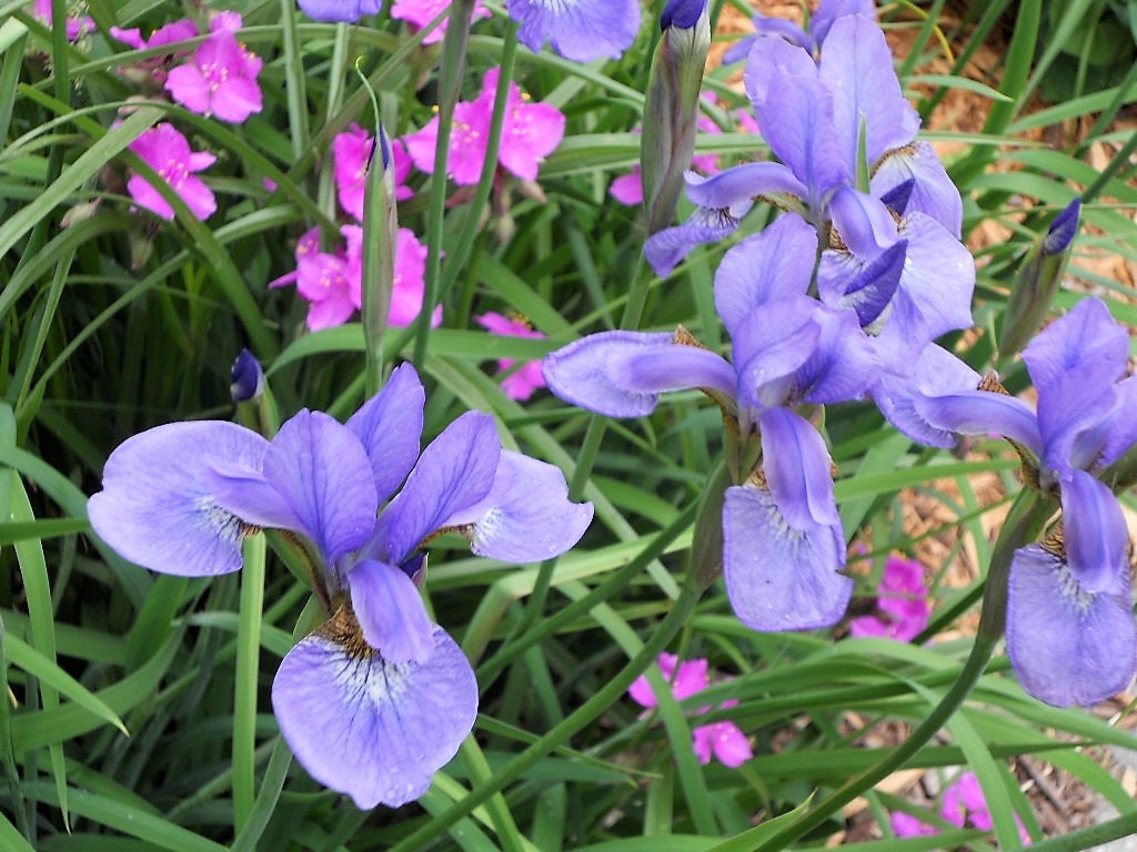 20 MIXED SIBERIAN IRIS Sibirica Iris Bicolor Blue Red White Purple Siberian Flag Flower Seeds