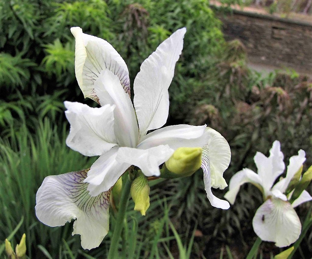 20 MIXED SIBERIAN IRIS Sibirica Iris Bicolor Blue Red White Purple Siberian Flag Flower Seeds