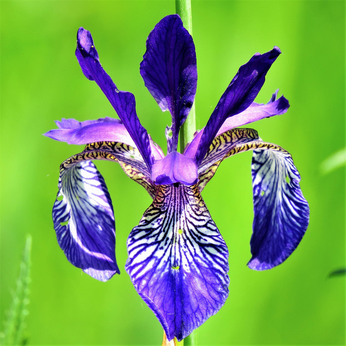 20 MIXED SIBERIAN IRIS Sibirica Iris Bicolor Blue Red White Purple Siberian Flag Flower Seeds