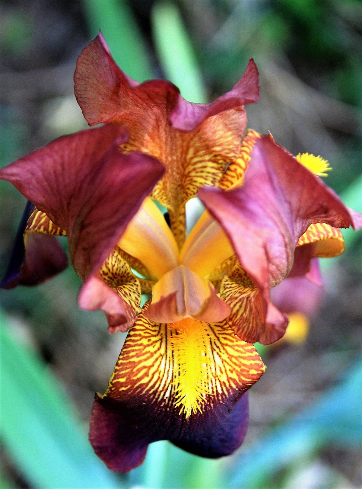 20 MIXED SIBERIAN IRIS Sibirica Iris Bicolor Blue Red White Purple Siberian Flag Flower Seeds