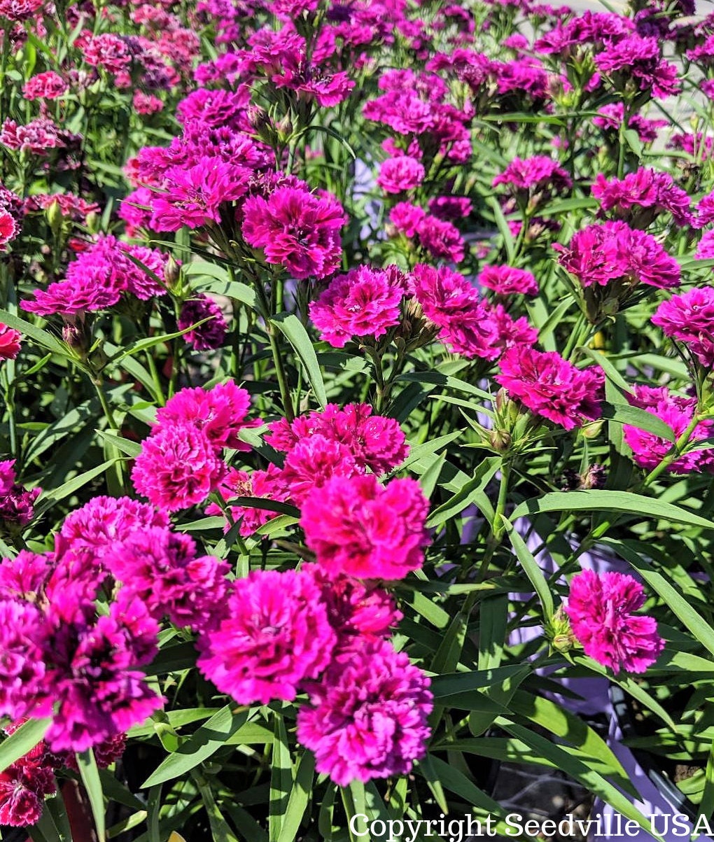 50 MAGENTA CARNATION Dianthus Caryophyllus Chabaud Flower Seeds