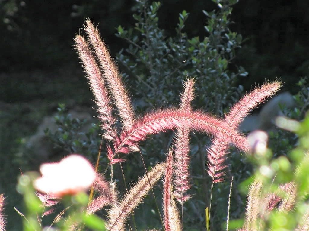 25 PURPLE FOUNTAIN GRASS Ornamental Pennisetum Setaceum Dark Burgundy Flower Seeds