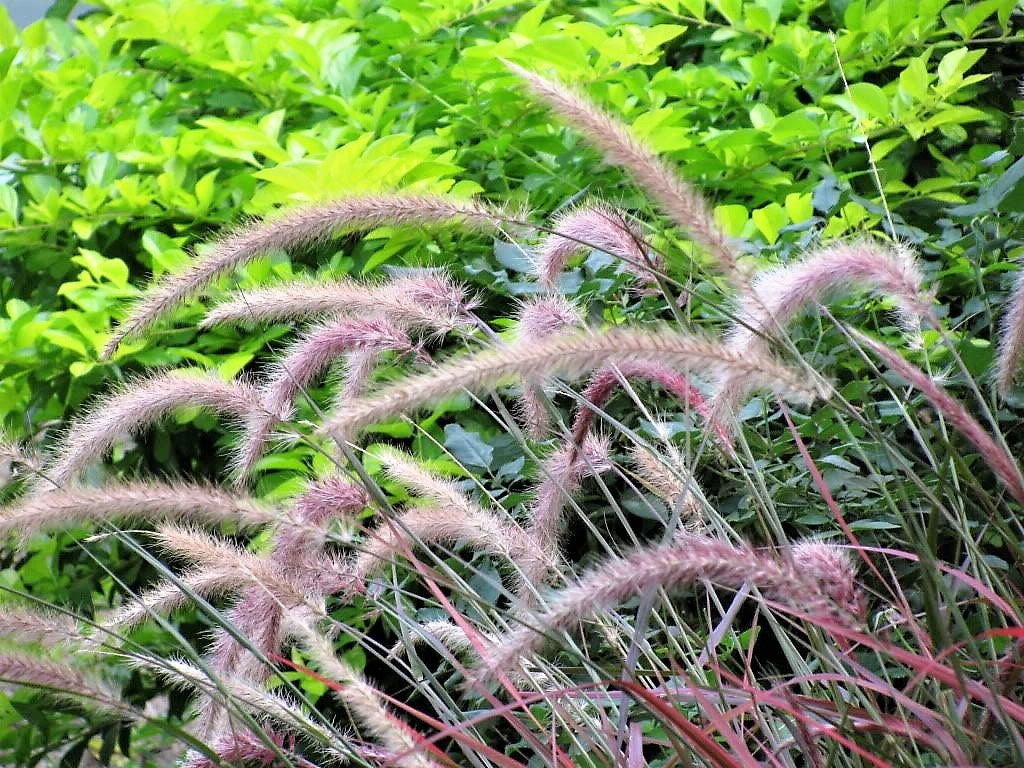 25 PURPLE FOUNTAIN GRASS Ornamental Pennisetum Setaceum Dark Burgundy Flower Seeds