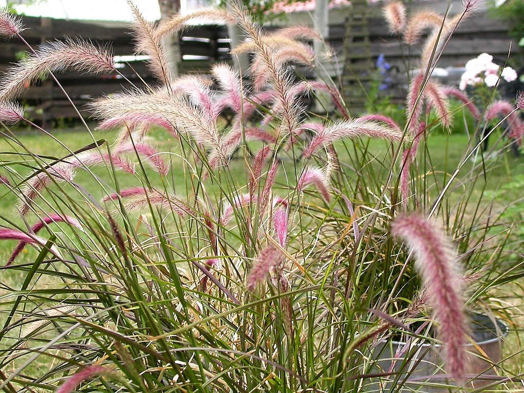 25 PURPLE FOUNTAIN GRASS Ornamental Pennisetum Setaceum Dark Burgundy Flower Seeds