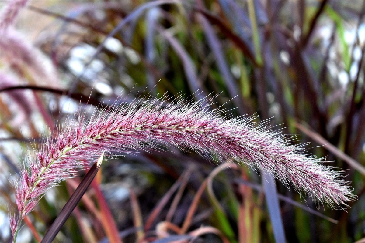 25 PURPLE FOUNTAIN GRASS Ornamental Pennisetum Setaceum Dark Burgundy Flower Seeds