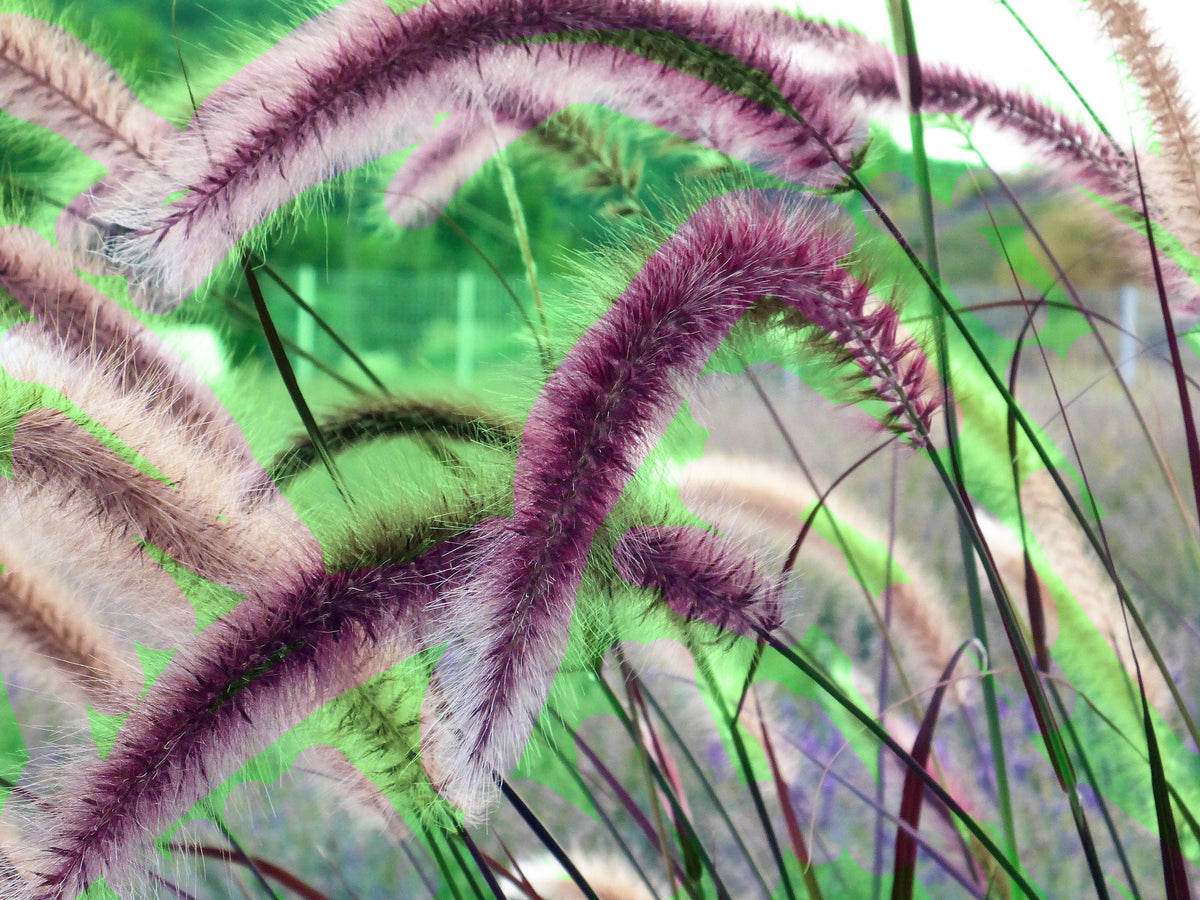 25 PURPLE FOUNTAIN GRASS Ornamental Pennisetum Setaceum Dark Burgundy Flower Seeds