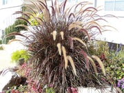 25 PURPLE FOUNTAIN GRASS Ornamental Pennisetum Setaceum Dark Burgundy Flower Seeds