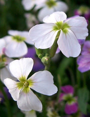 500 EVENING ( night ) SCENTED STOCK Matthiola Longipetala Bicornis Flower Seeds