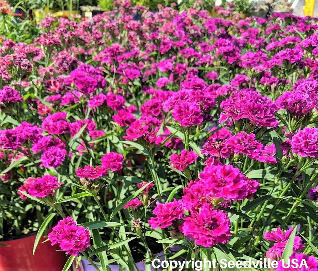 50 MAGENTA CARNATION Dianthus Caryophyllus Chabaud Flower Seeds