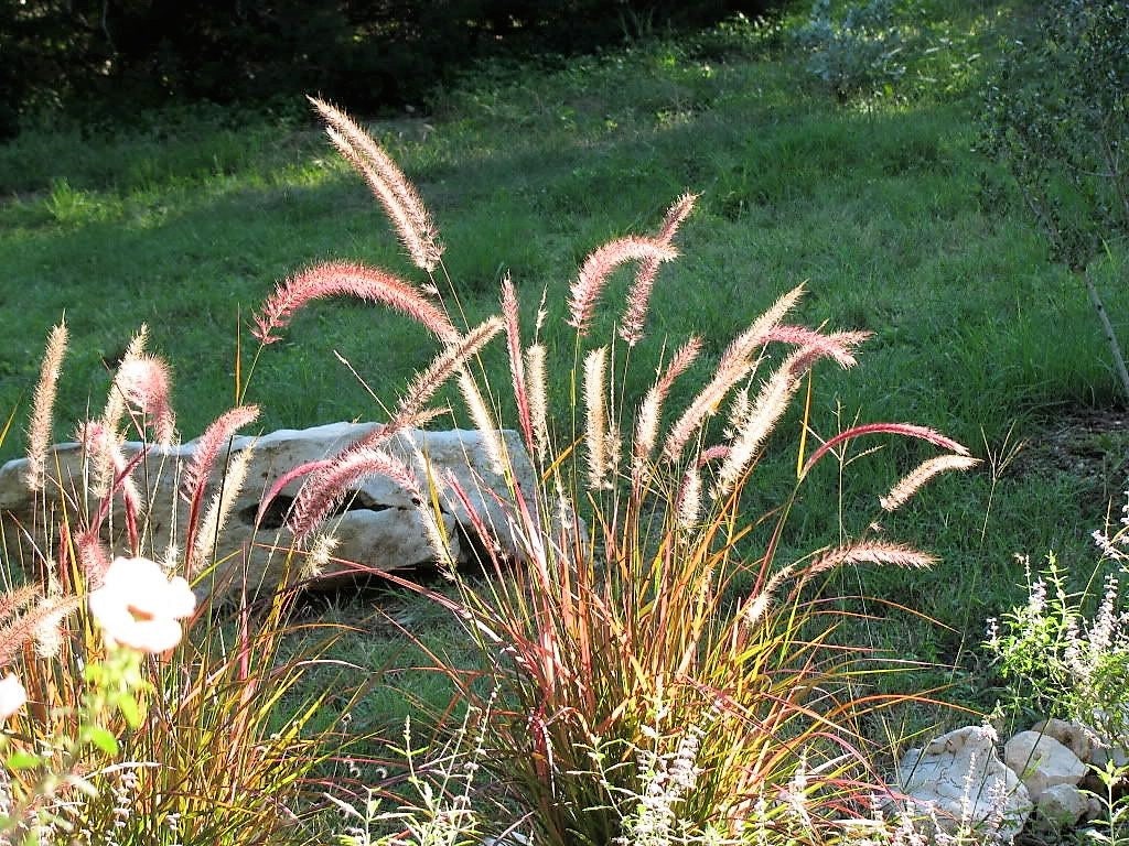25 PURPLE FOUNTAIN GRASS Ornamental Pennisetum Setaceum Dark Burgundy Flower Seeds