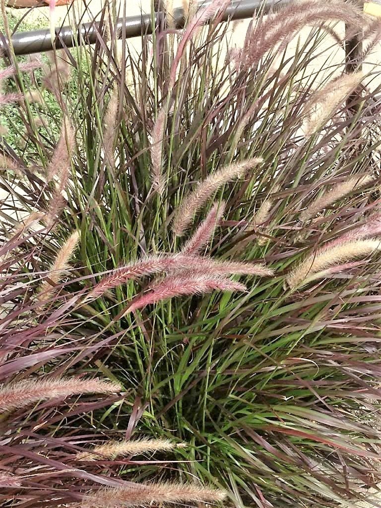 25 PURPLE FOUNTAIN GRASS Ornamental Pennisetum Setaceum Dark Burgundy Flower Seeds