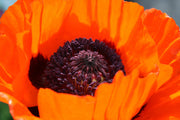 100 PRINCE of ORANGE POPPY Oriental Poppy Papaver Orientale Perennial Flower Seeds
