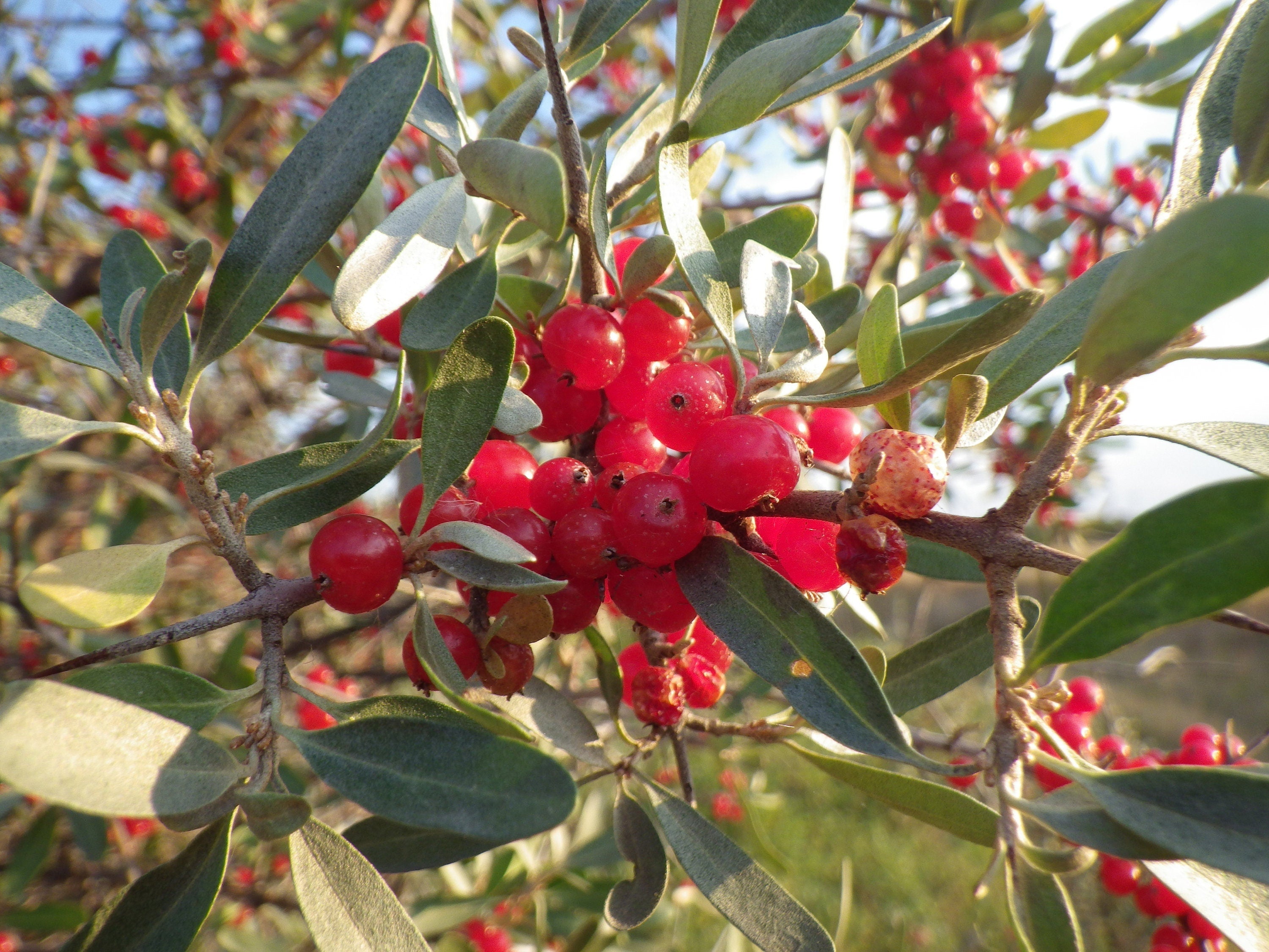 20 SILVER BUFFALOBERRY Shepherdia Argentea Red Fruit Native Bullberry Berry Shrub Seeds