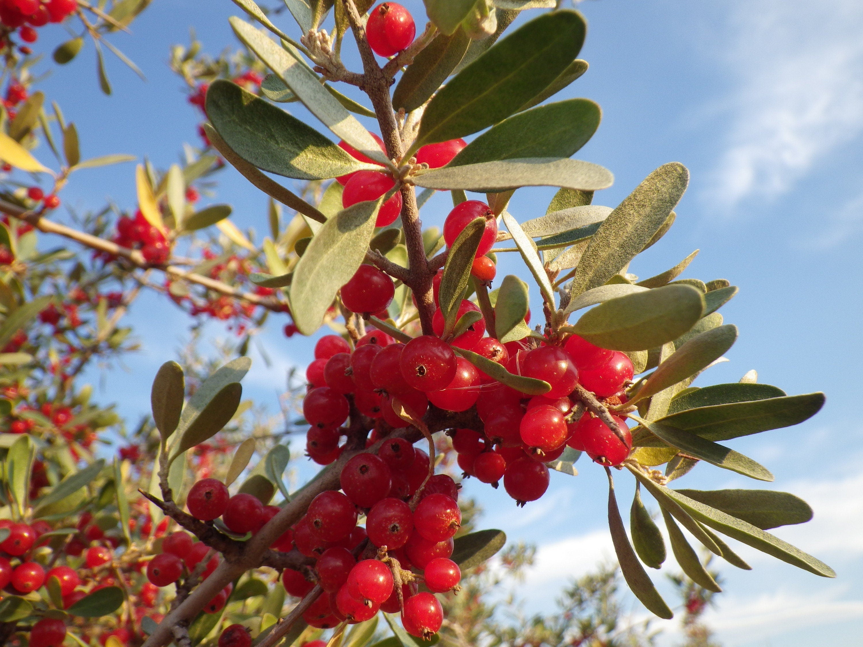 20 SILVER BUFFALOBERRY Shepherdia Argentea Red Fruit Native Bullberry Berry Shrub Seeds