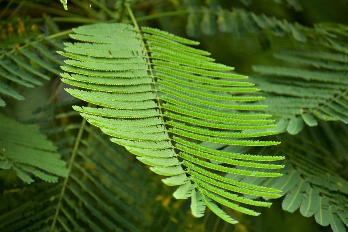 10 RED BIRD Of PARADISE Caesalpinia Pulcherrima aka Pride of Barbados, Dwarf Poinciana, Peacock Flower Seeds