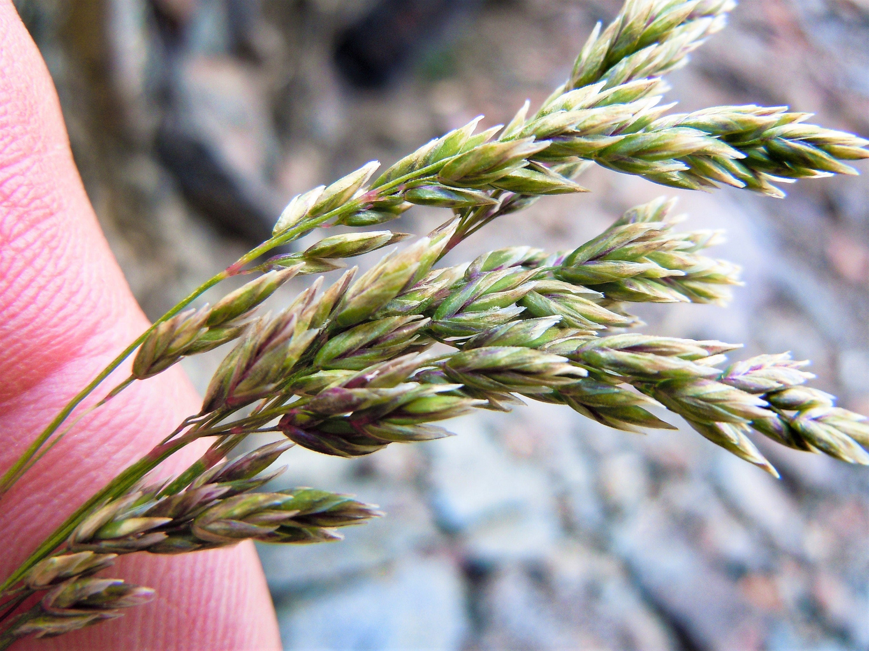 500 MUTTONGRASS Poa Fendleriana Eragrostis Mutton Grass Bluegrass Native Seeds