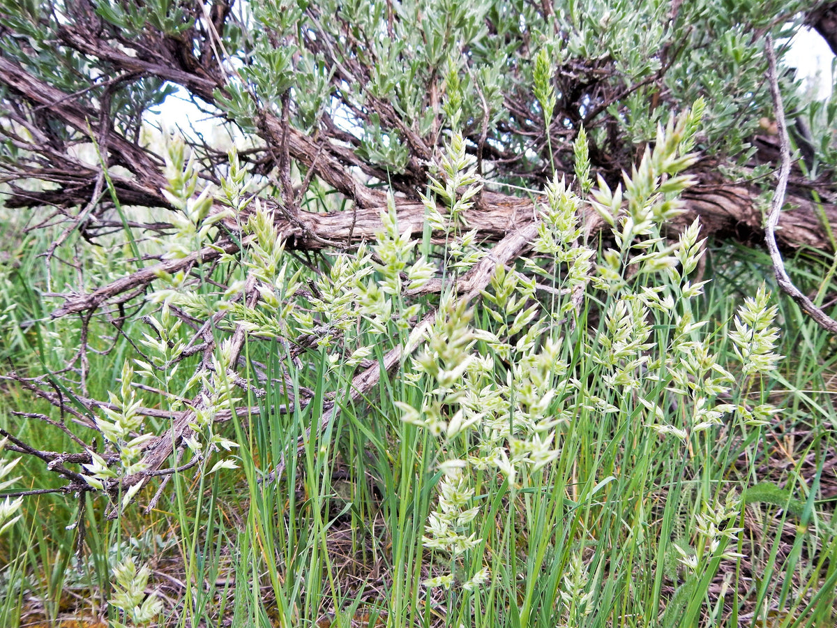 500 MUTTONGRASS Poa Fendleriana Eragrostis Mutton Grass Bluegrass Native Seeds