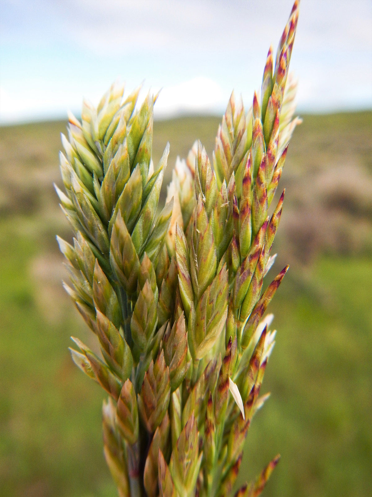 500 MUTTONGRASS Poa Fendleriana Eragrostis Mutton Grass Bluegrass Native Seeds