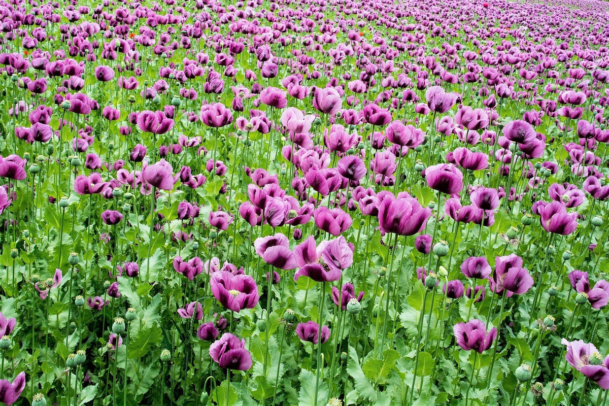 250 AFGHAN Blue POPPY Mixed Colors Papaver Somniferum Pink Purple White Flower Seeds