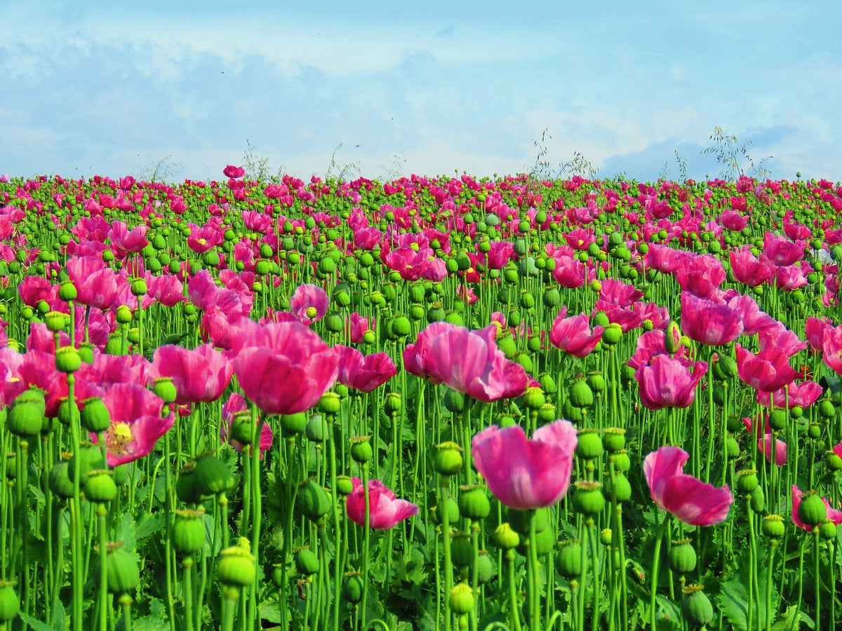 250 AFGHAN Blue POPPY Mixed Colors Papaver Somniferum Pink Purple White Flower Seeds