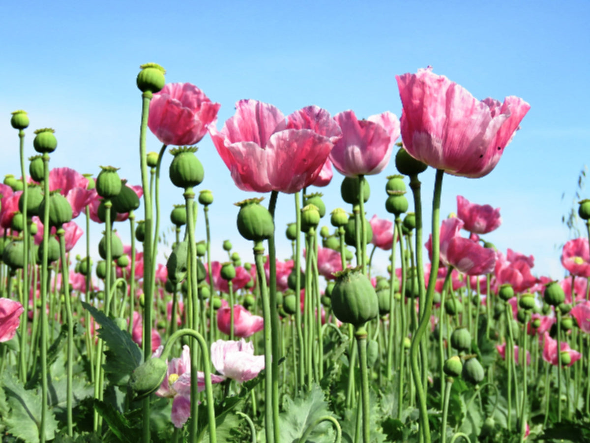 250 AFGHAN Blue POPPY Mixed Colors Papaver Somniferum Pink Purple White Flower Seeds