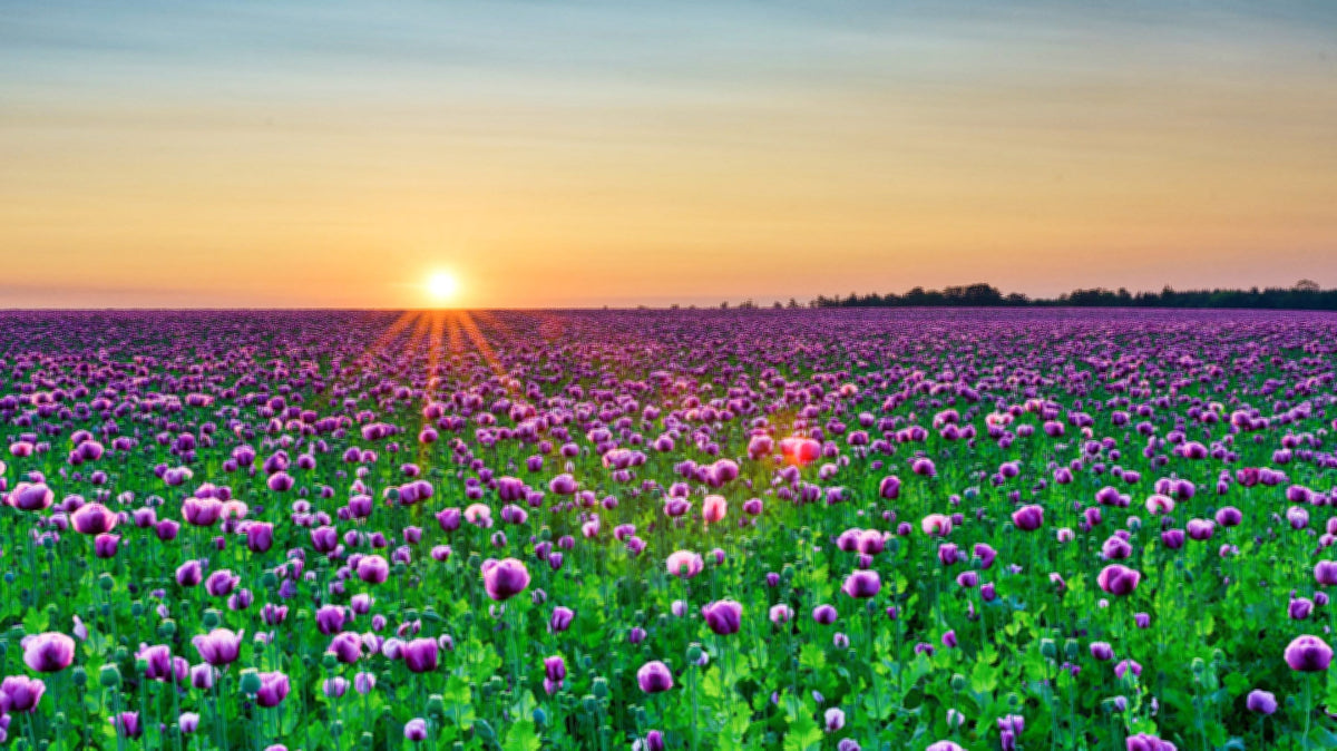 250 AFGHAN Blue POPPY Mixed Colors Papaver Somniferum Pink Purple White Flower Seeds