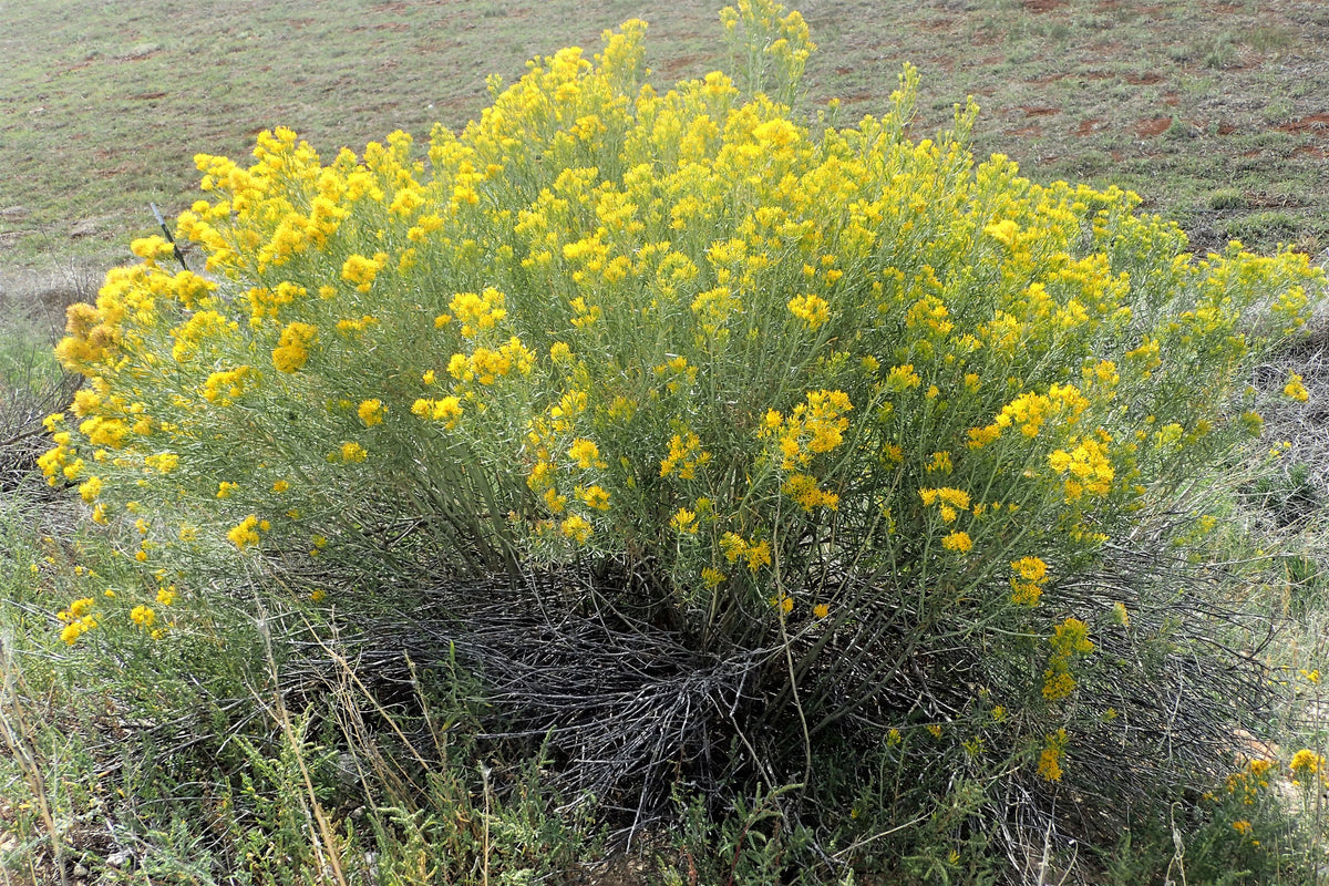 100 RUBBER RABBITBRUSH Chamisa Ericameria Nauseosa Native Desert Shrub Yellow Flower Seeds