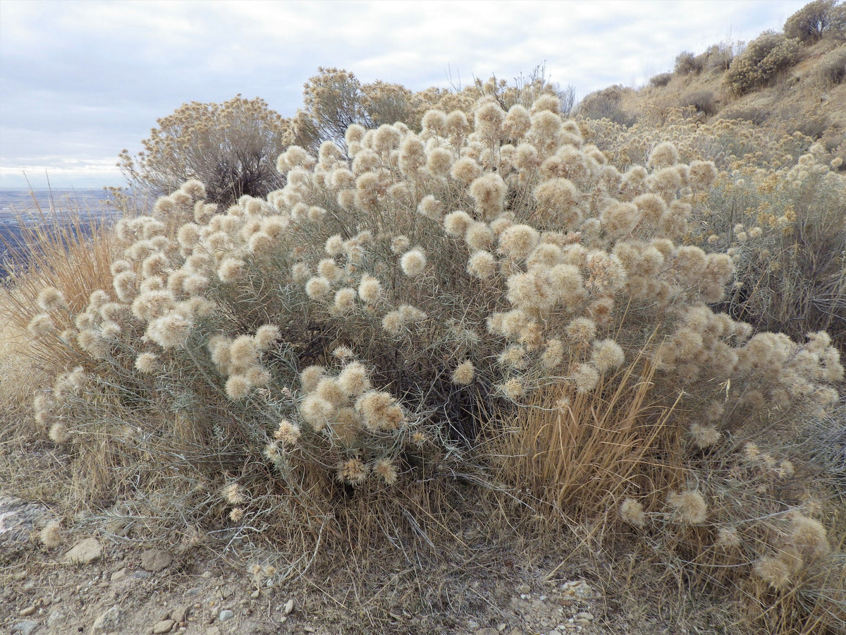 100 RUBBER RABBITBRUSH Chamisa Ericameria Nauseosa Native Desert Shrub Yellow Flower Seeds