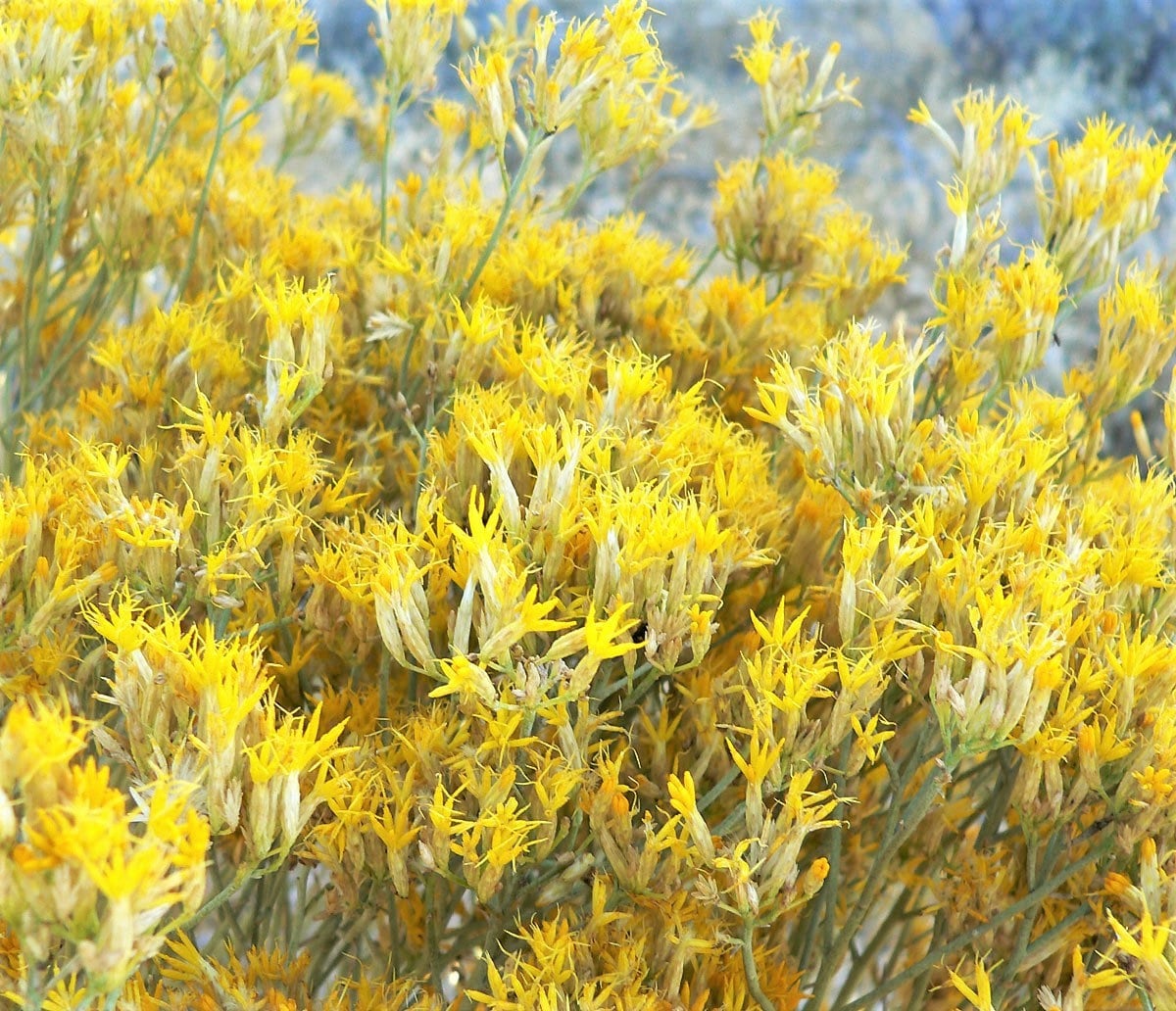 100 RUBBER RABBITBRUSH Chamisa Ericameria Nauseosa Native Desert Shrub Yellow Flower Seeds